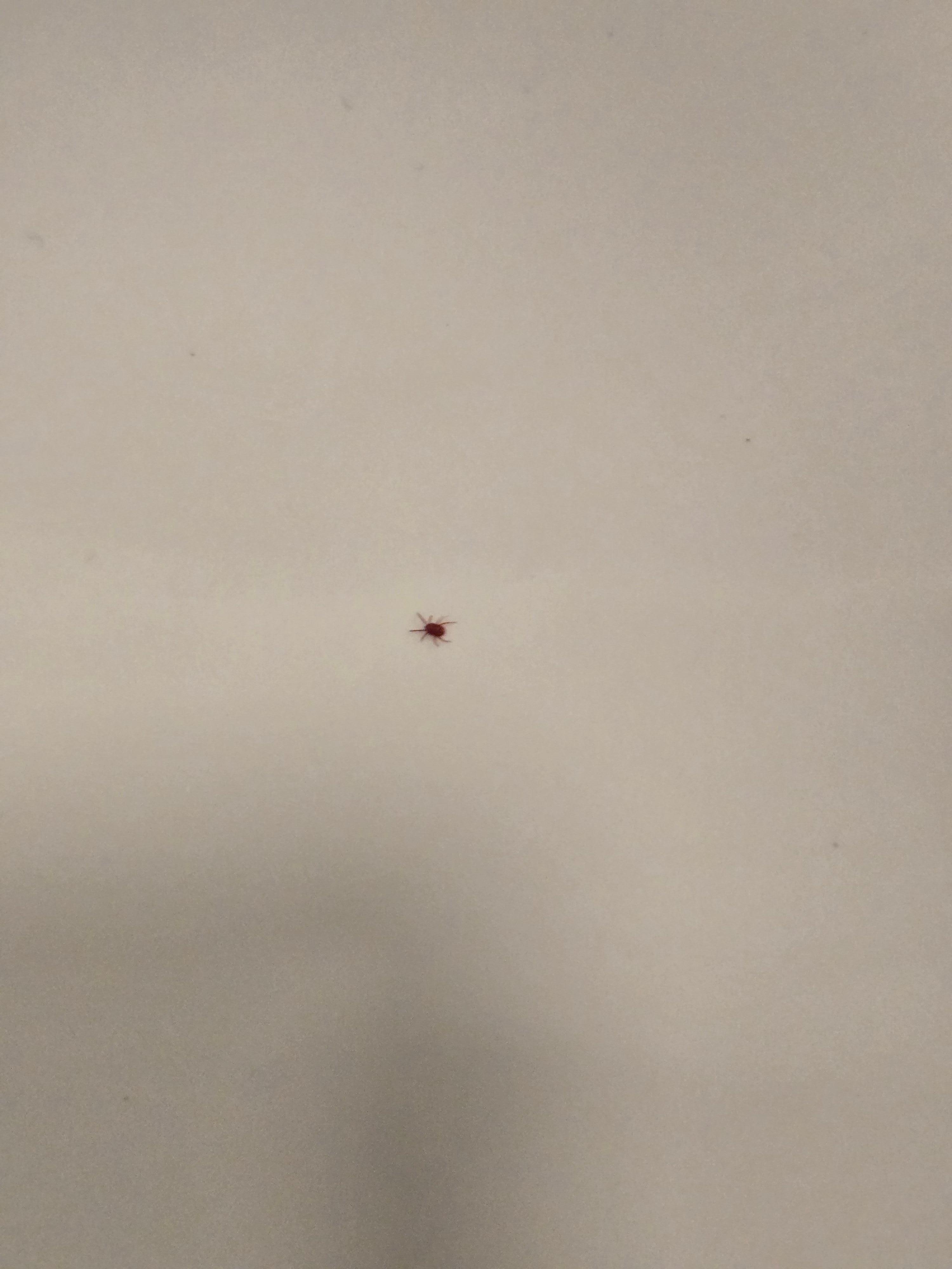 Bugs in the bathroom