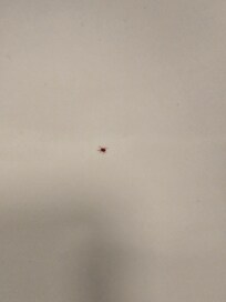 Bugs in the bathroom