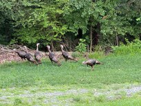 Early morning visit by a rafter of turkeys