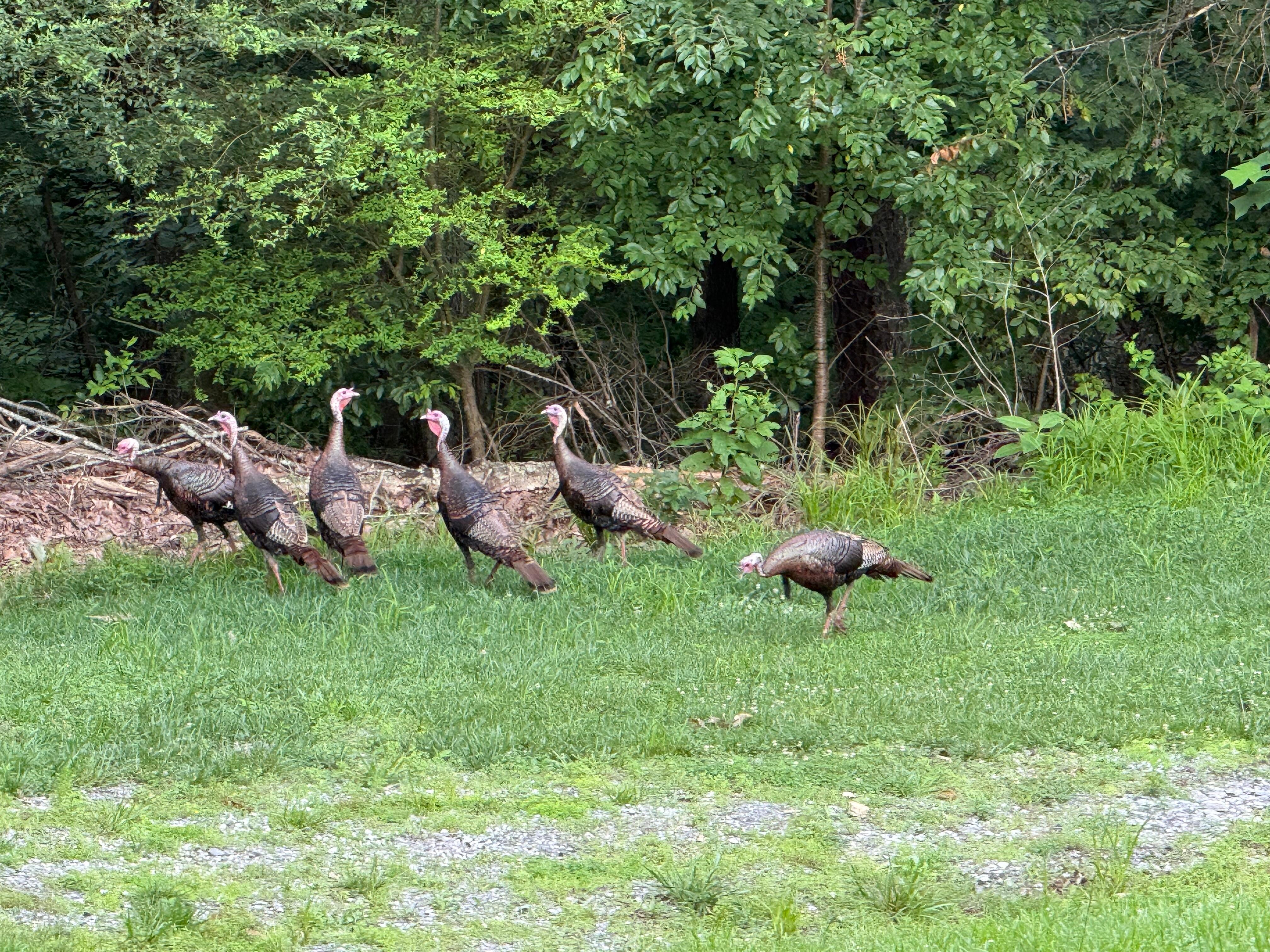 Early morning visit by a rafter of turkeys
