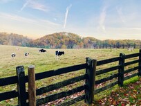 Say hey to the cows and donkeys.