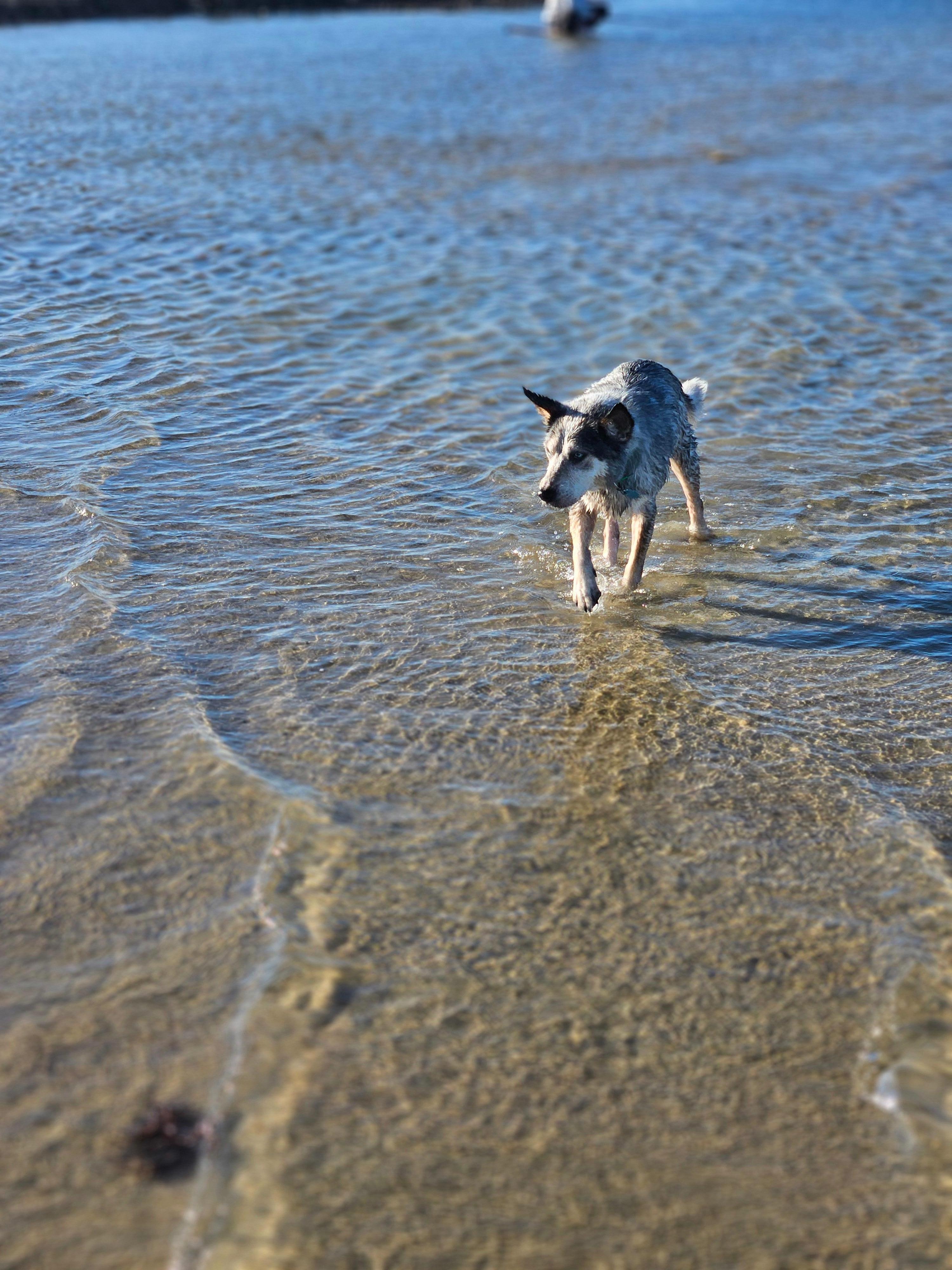 Old man Doc enjoying the beach in town.