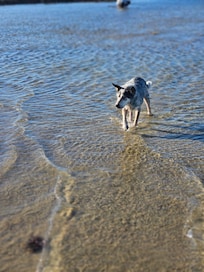 Old man Doc enjoying the beach in town.