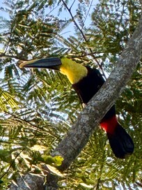Toucan