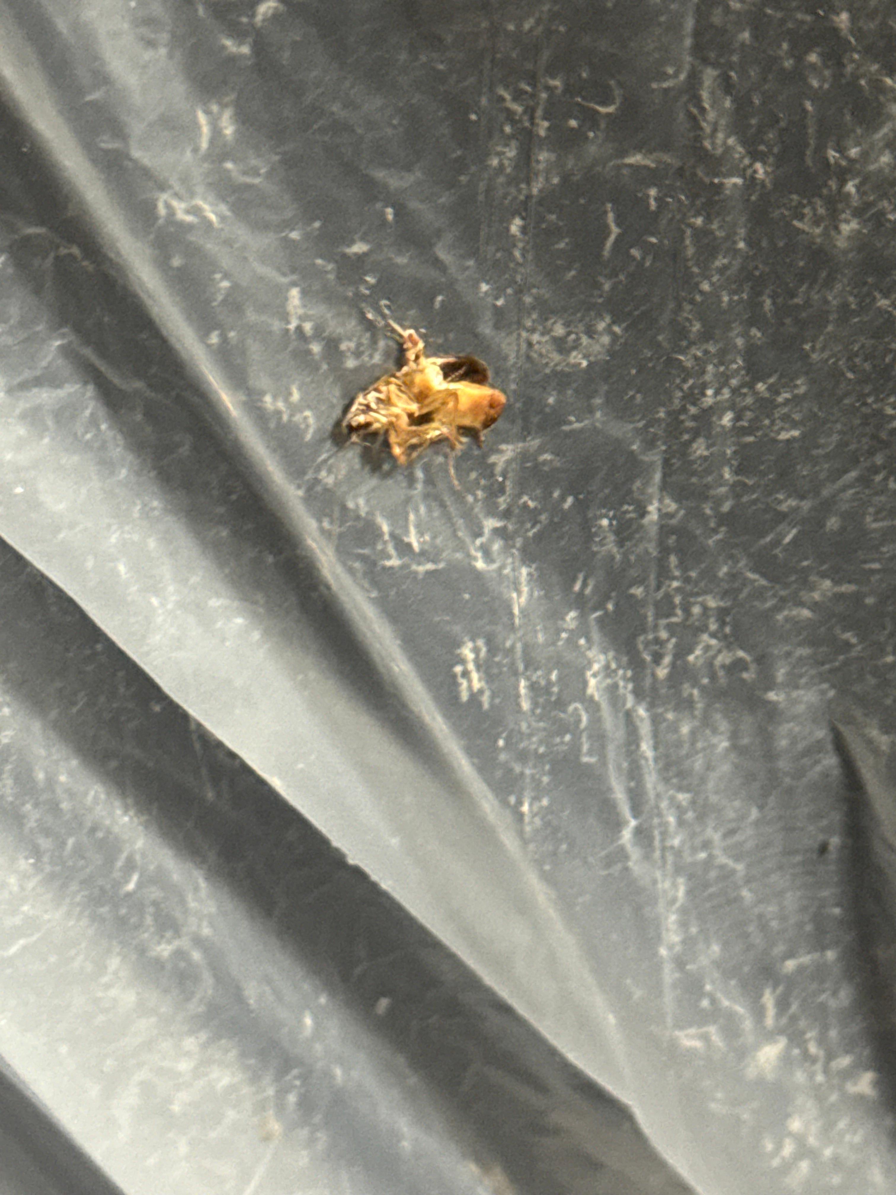 Roach climbing sink