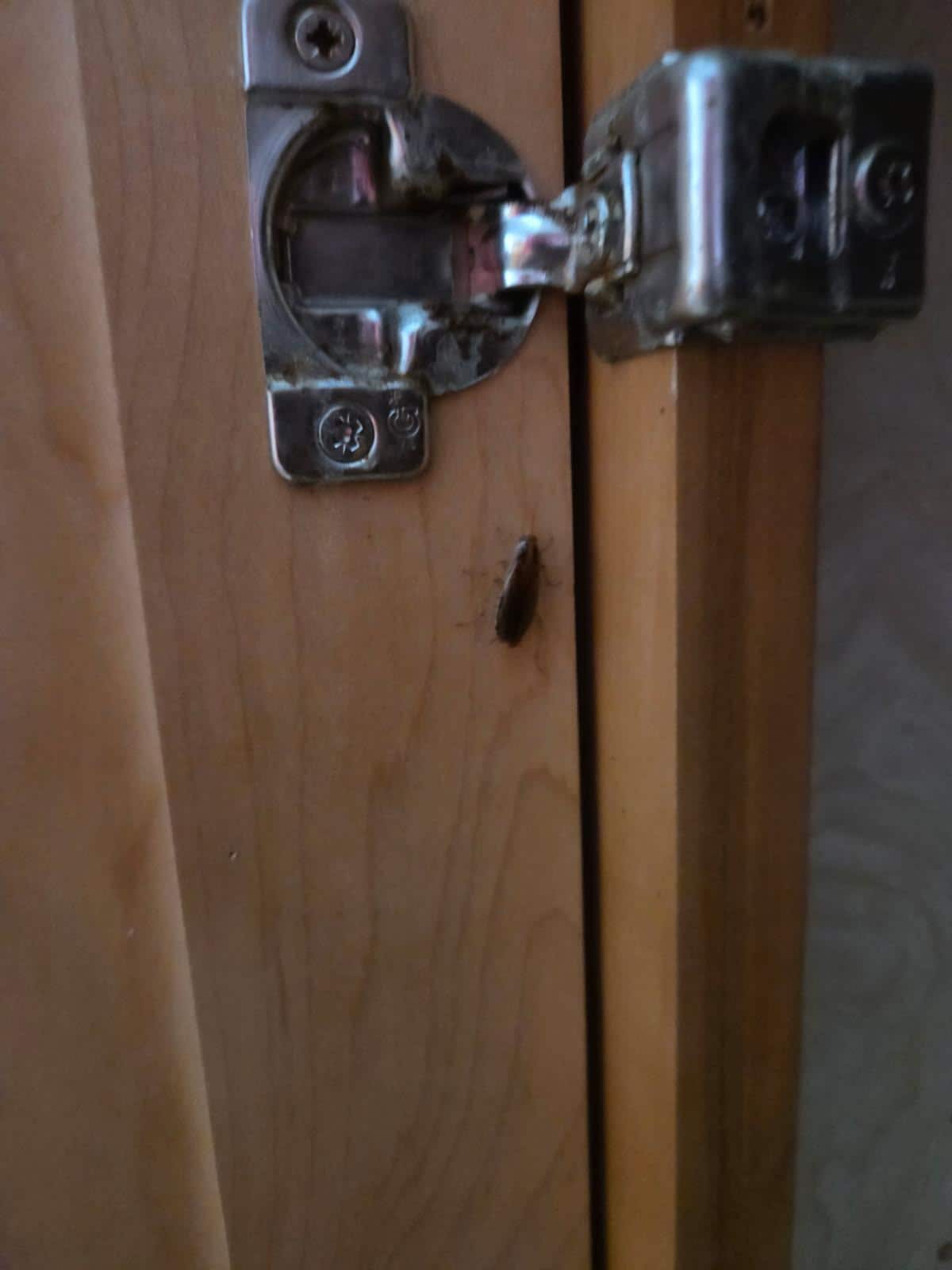 Live ROACH in kitchen cabinet