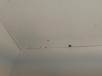 Mold above shower