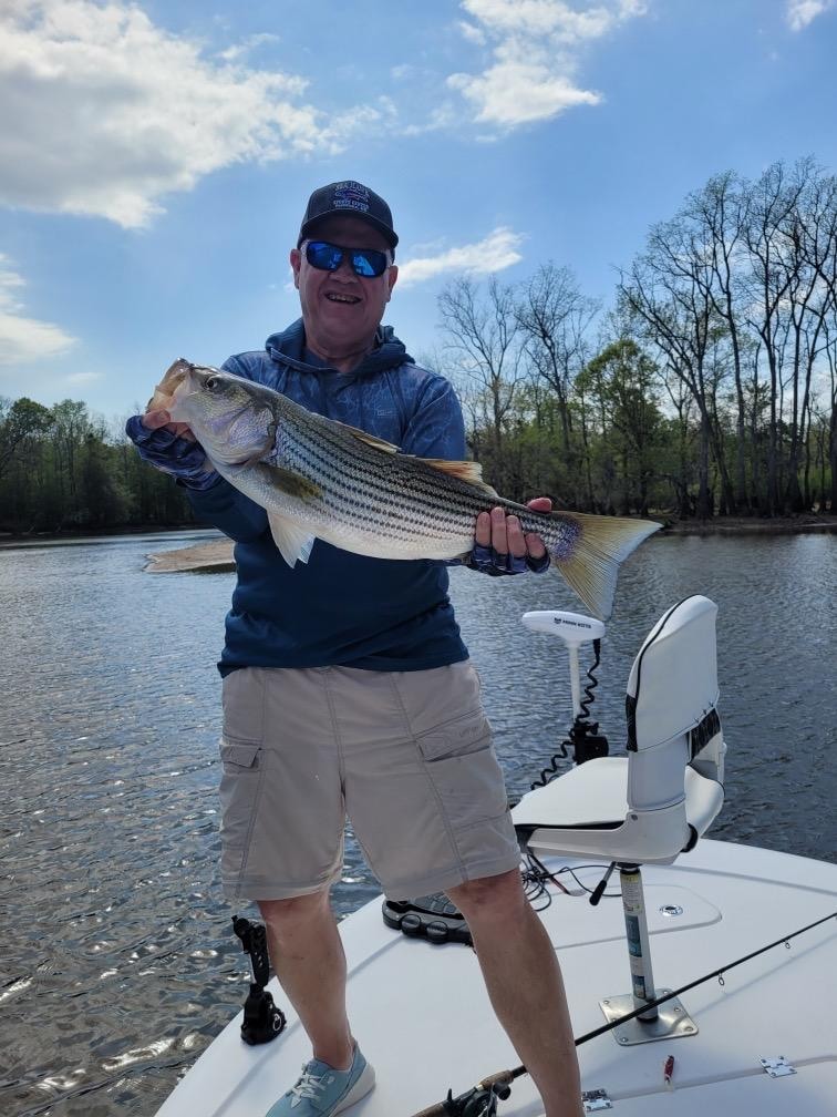 Big stripers on the river!