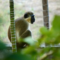 A small group of monkeys visited a couple times in the early morning.