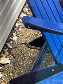 Snake on back deck..
