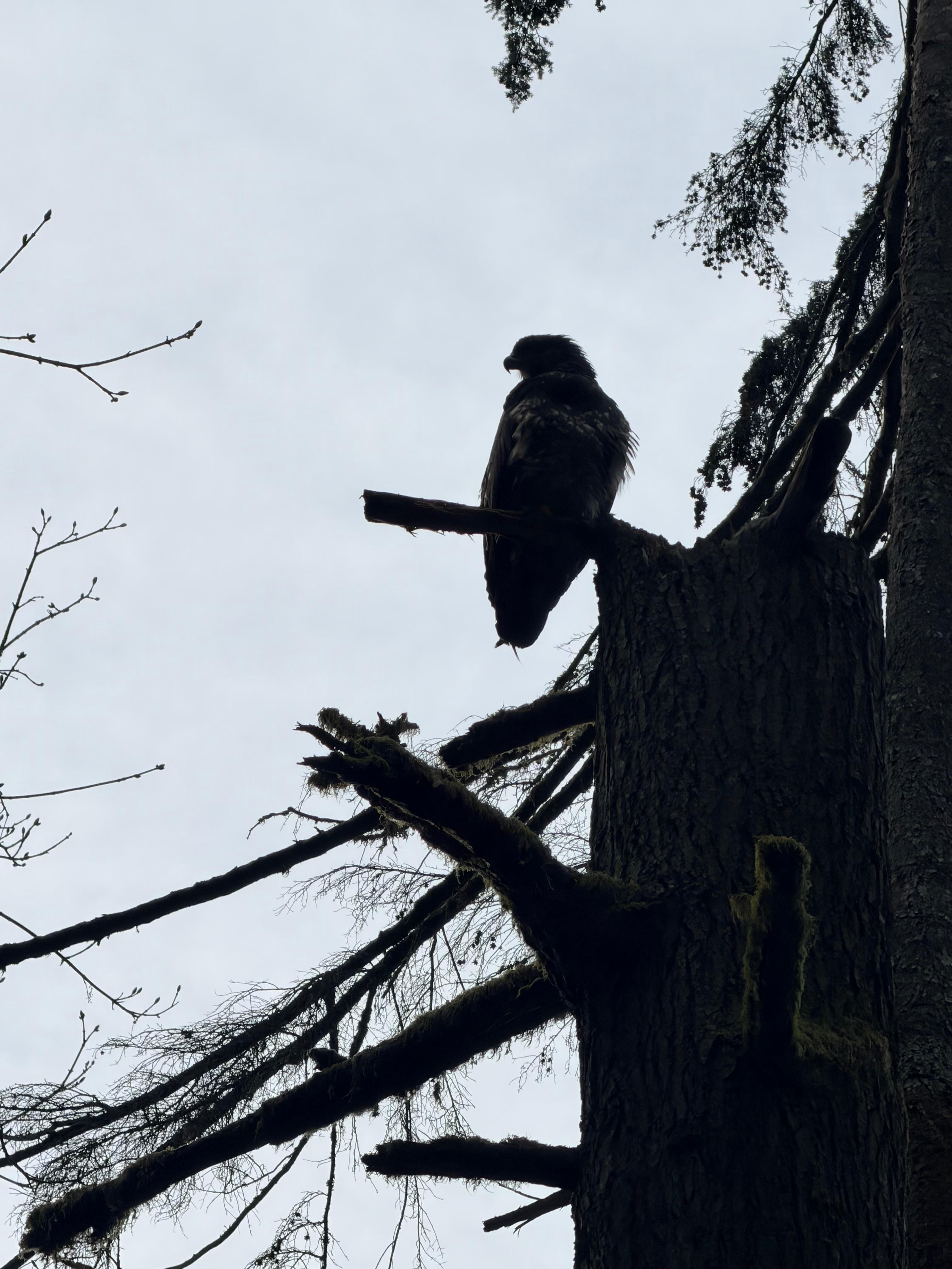 Eagle near Stave lake 