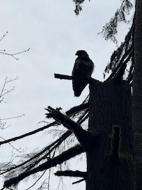 Eagle near Stave lake
