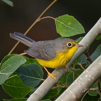 Canada Warbler ouside of cabin