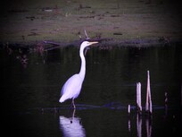 Kotutu. . . the White Heron made its presence only twice.