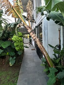 Bananas were ready to harvest.