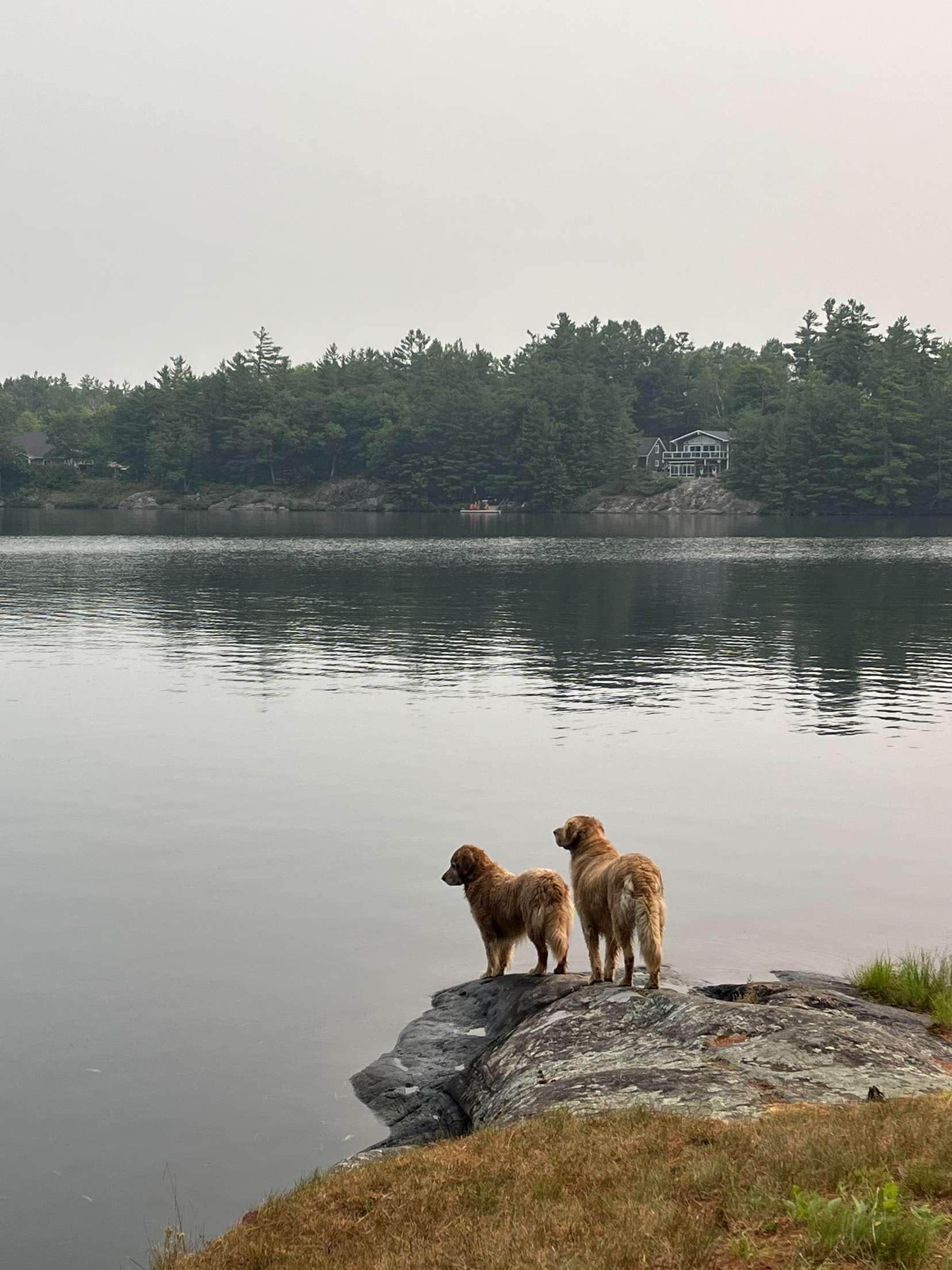 Our dogs LOVED this place. Swim swim swim