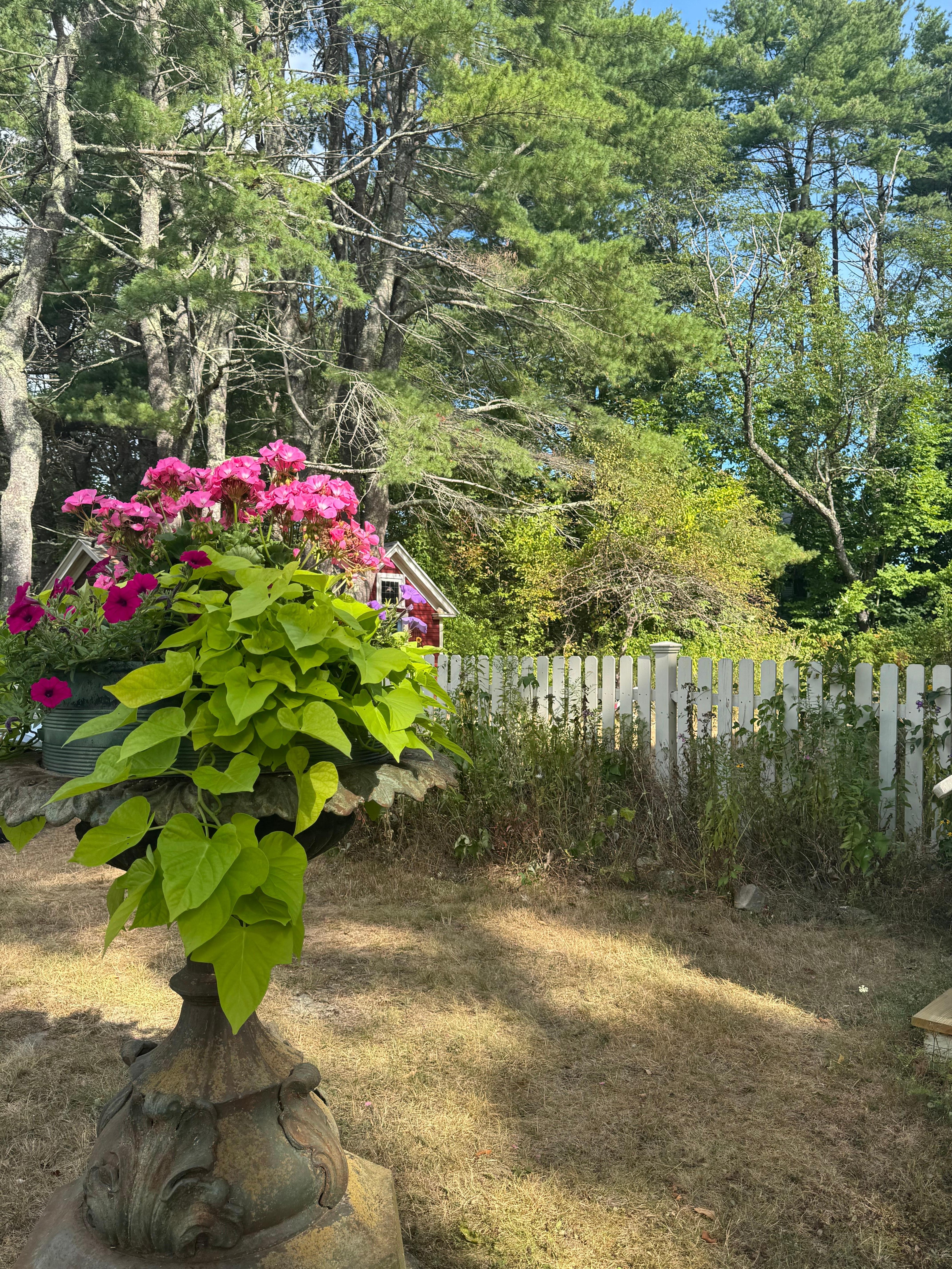 Beautiful flowers in planter