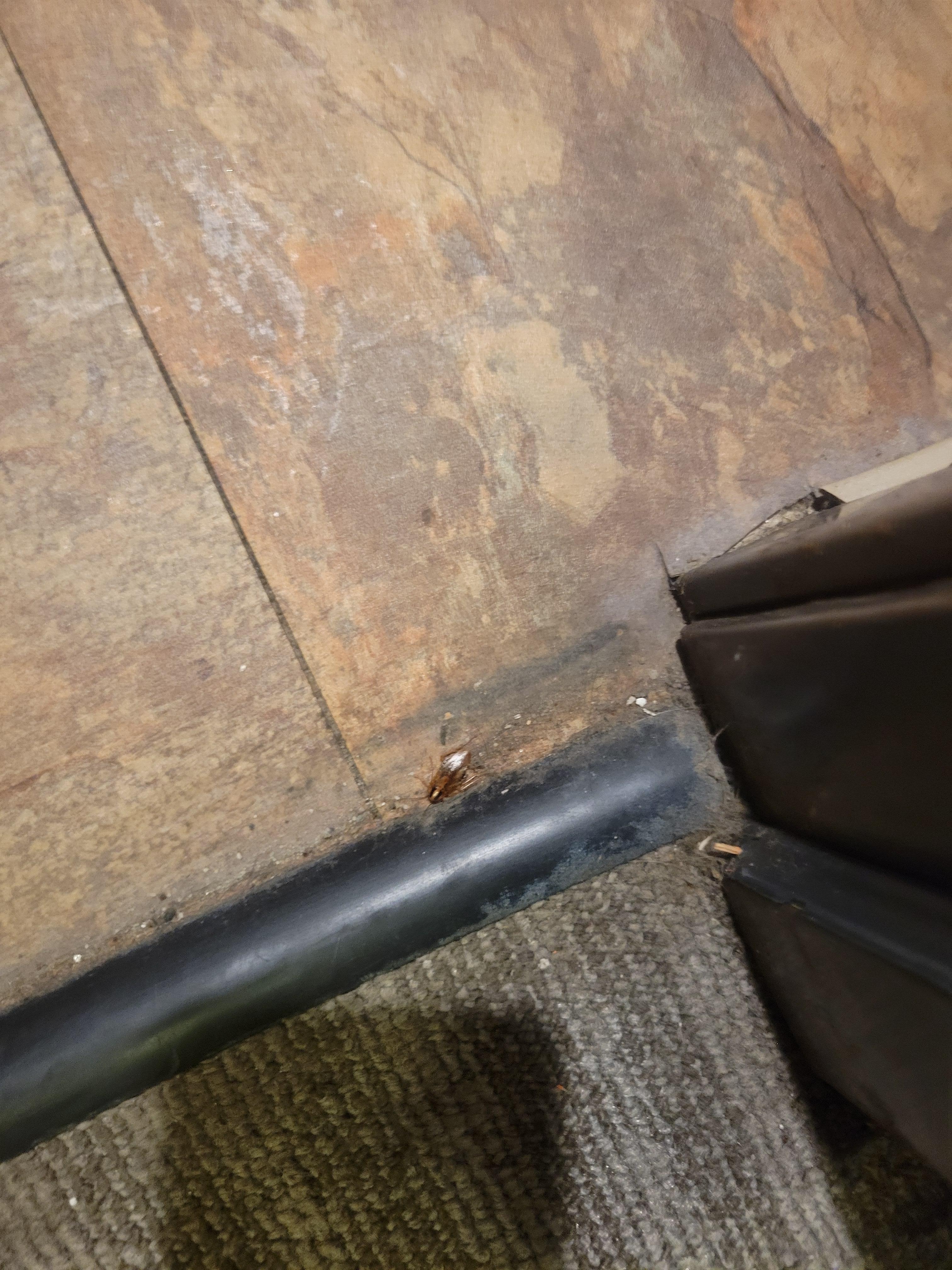 Dead roaches at the door 