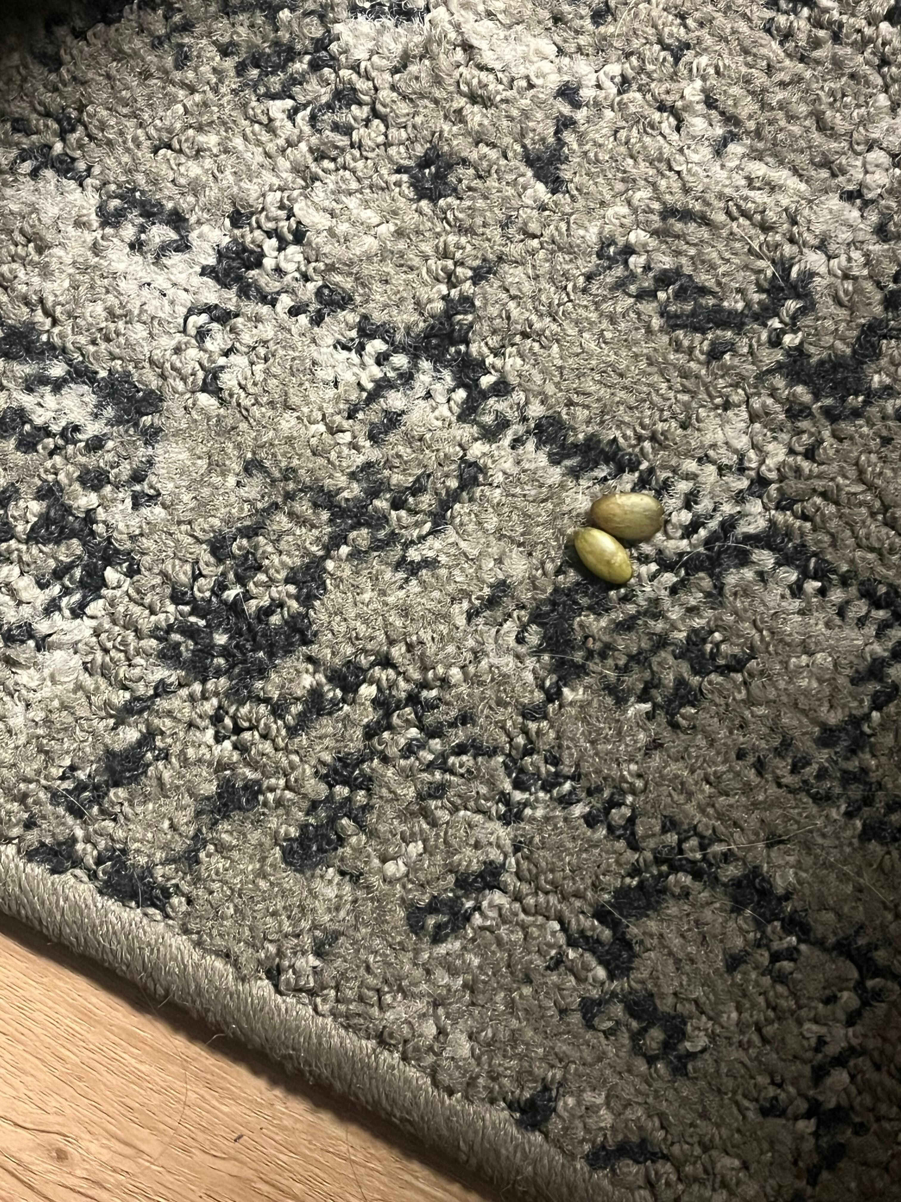 These seeds were everywhere 