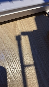 small insects on the floor