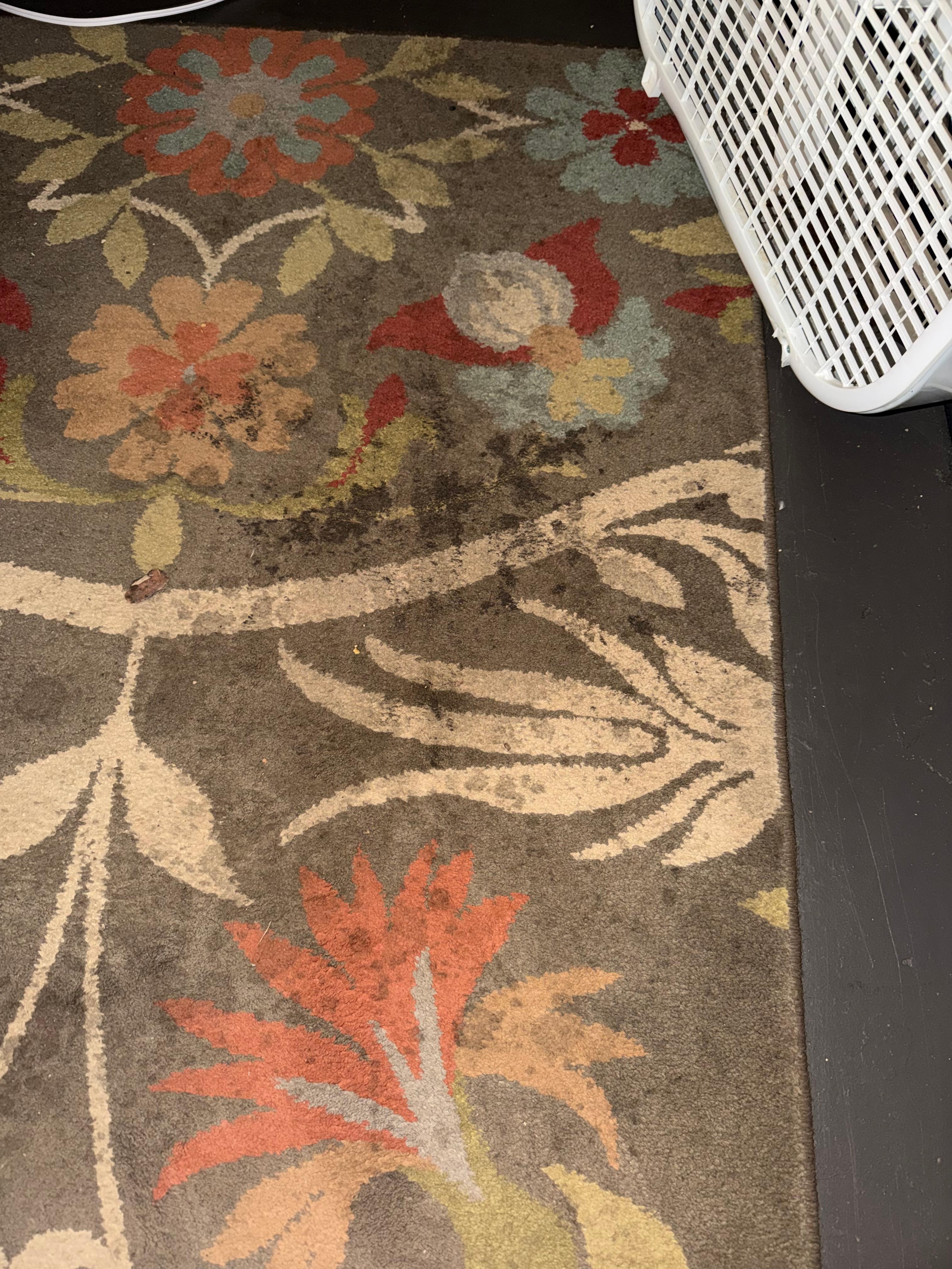 Downstairs bedroom rug was completely filthy