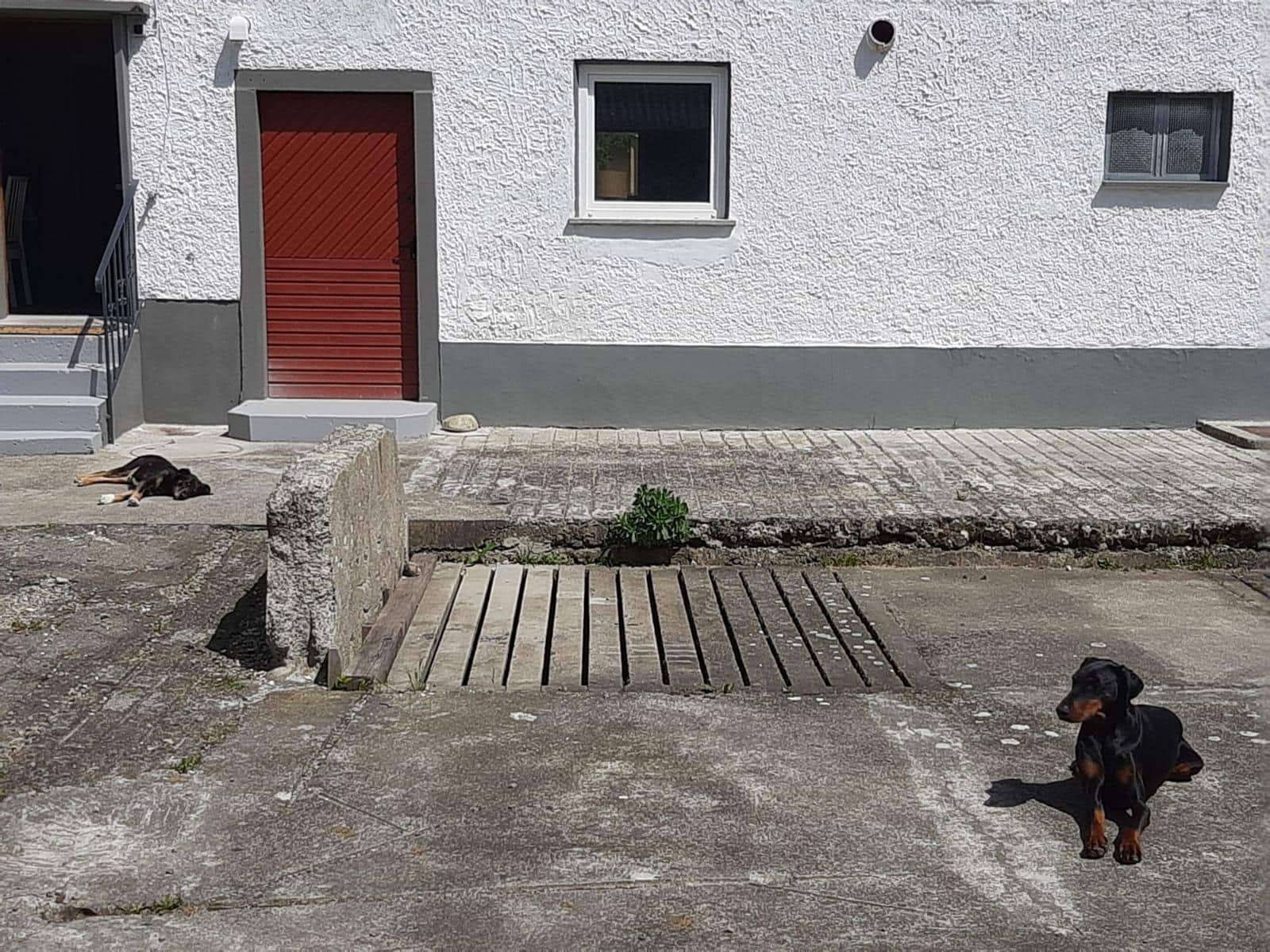 Die beiden haben es total genossen im Innenhof in der Sonne zu liegen. 