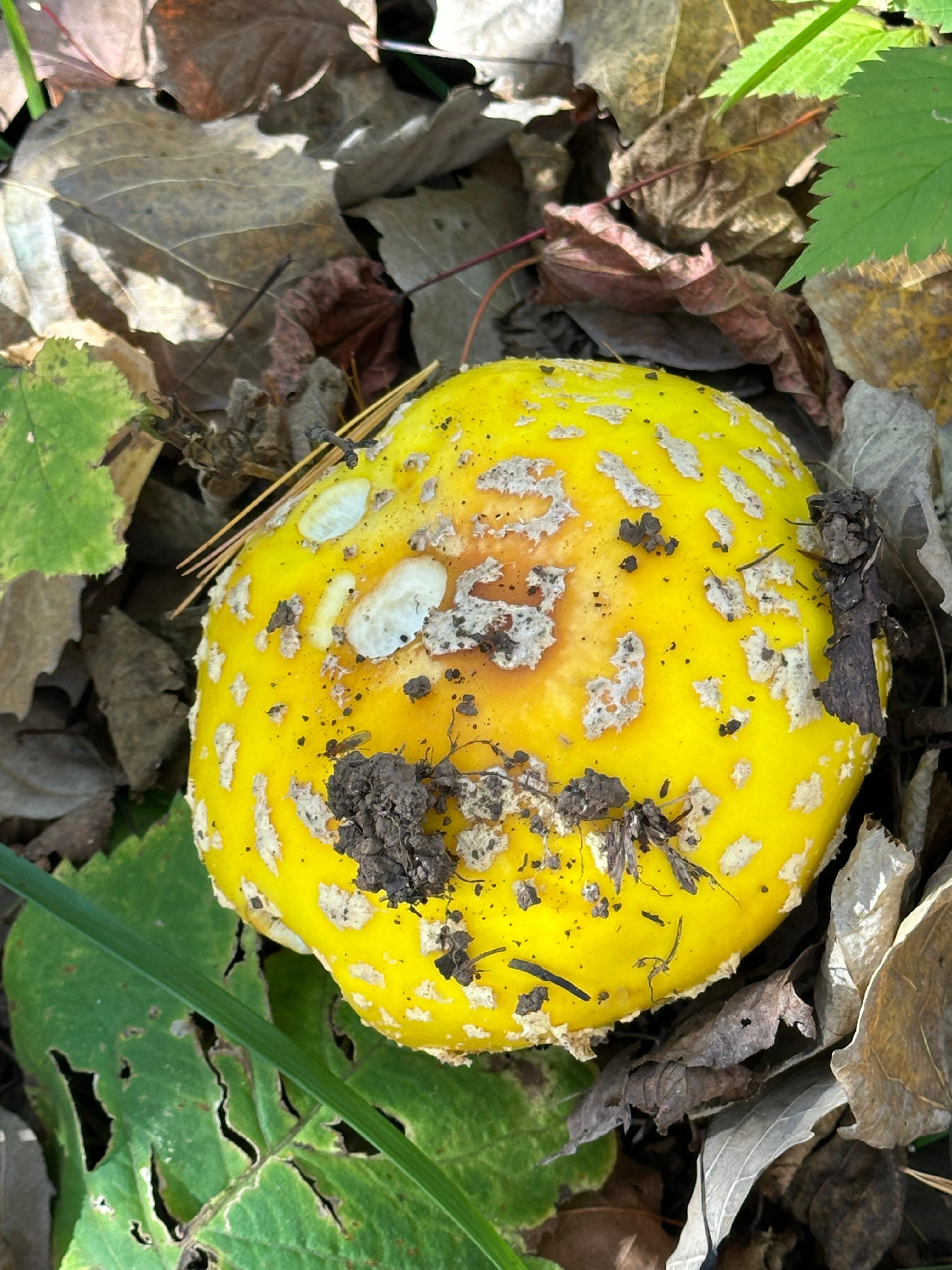 Amanita mushroom