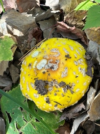 Amanita mushroom