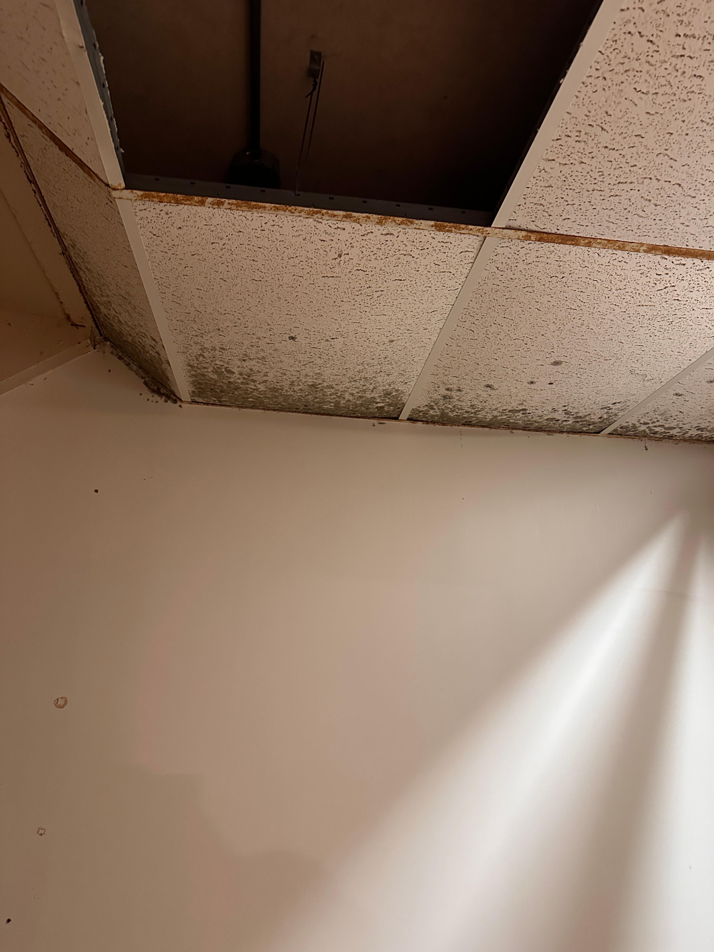 Hallway mold