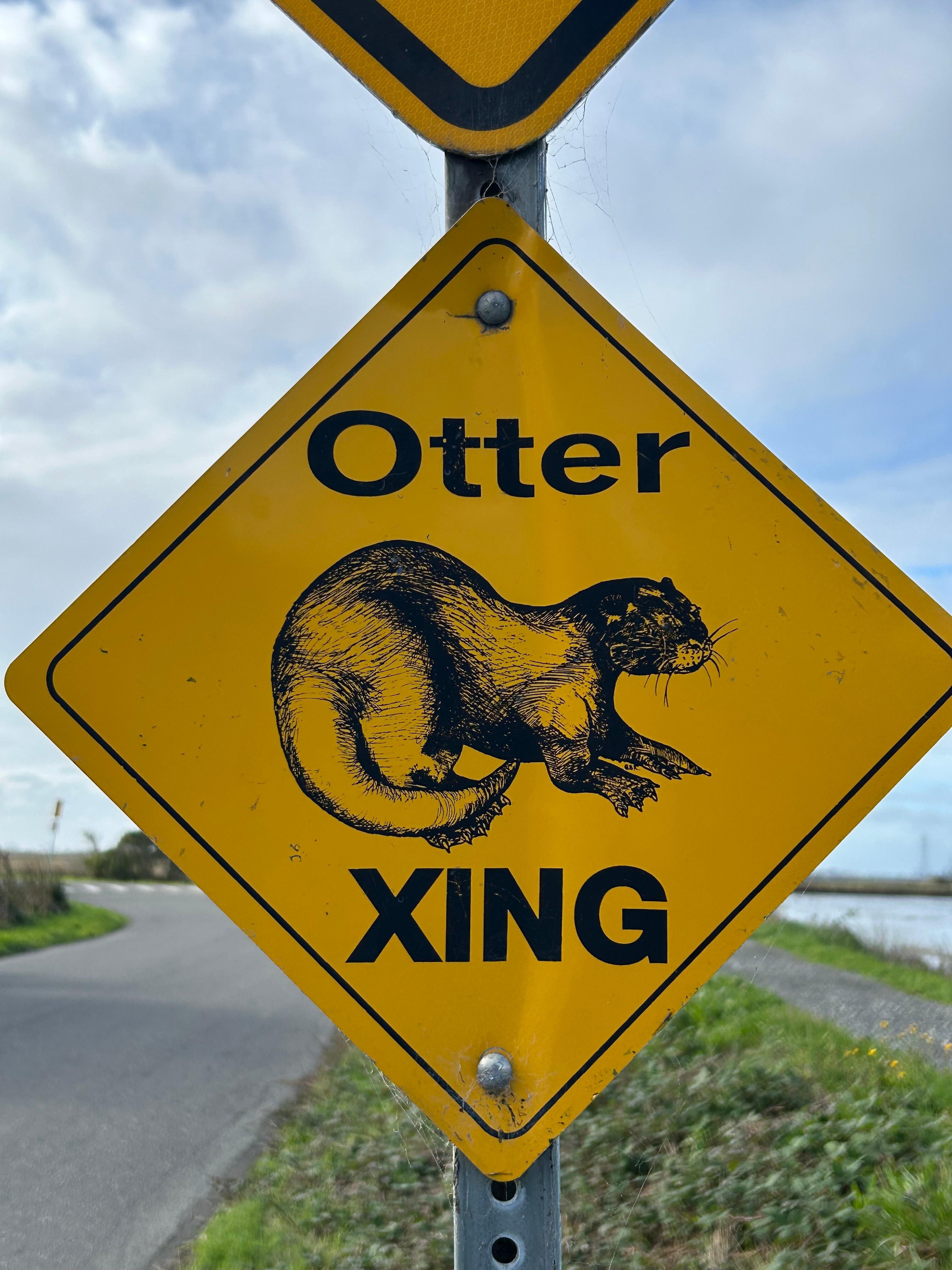 If you ride down to the marsh, there’s a good chance you’ll see otters and if you’re a birder, it’s birder paradise.