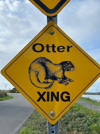If you ride down to the marsh, there’s a good chance you’ll see otters and if you’re a birder, it’s birder paradise.