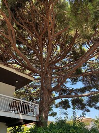 Trees in the area