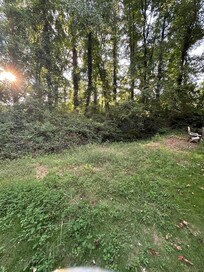 Overgrown backyard