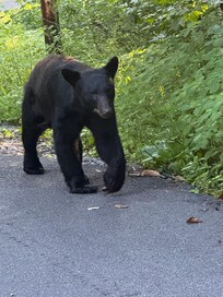 Friendly neighborhood bear