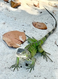 Met an Iguana at Eagle Beach