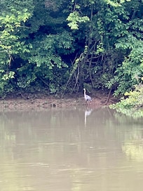 Our resident crane