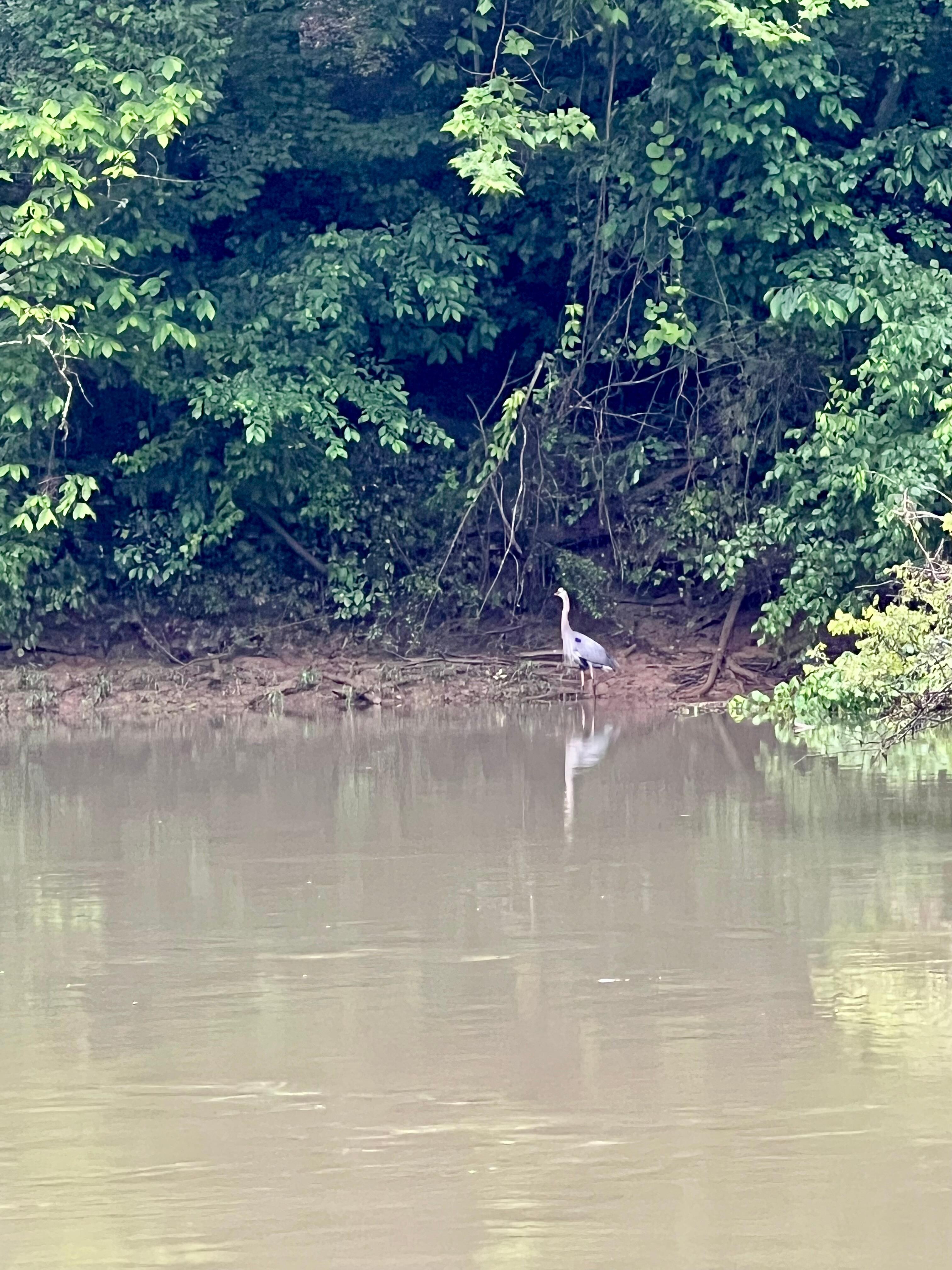 Our resident crane