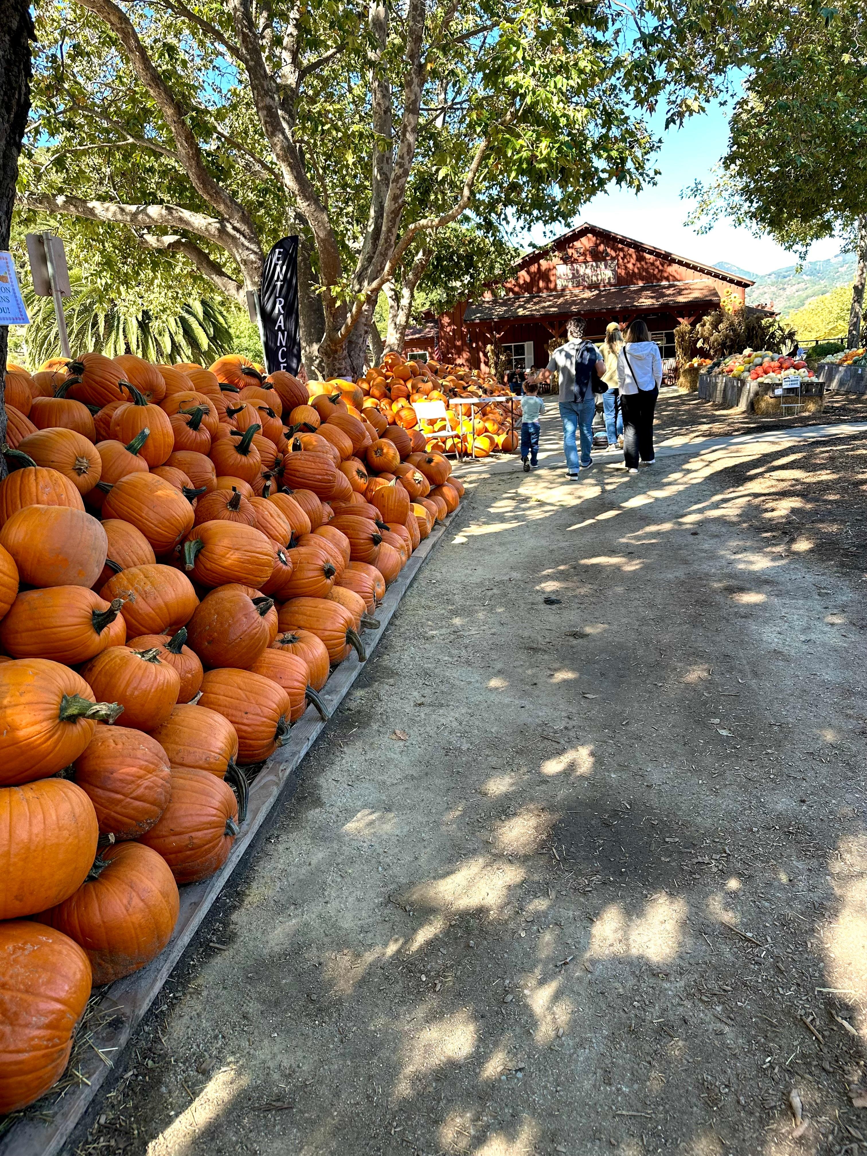 Pumpkin patch