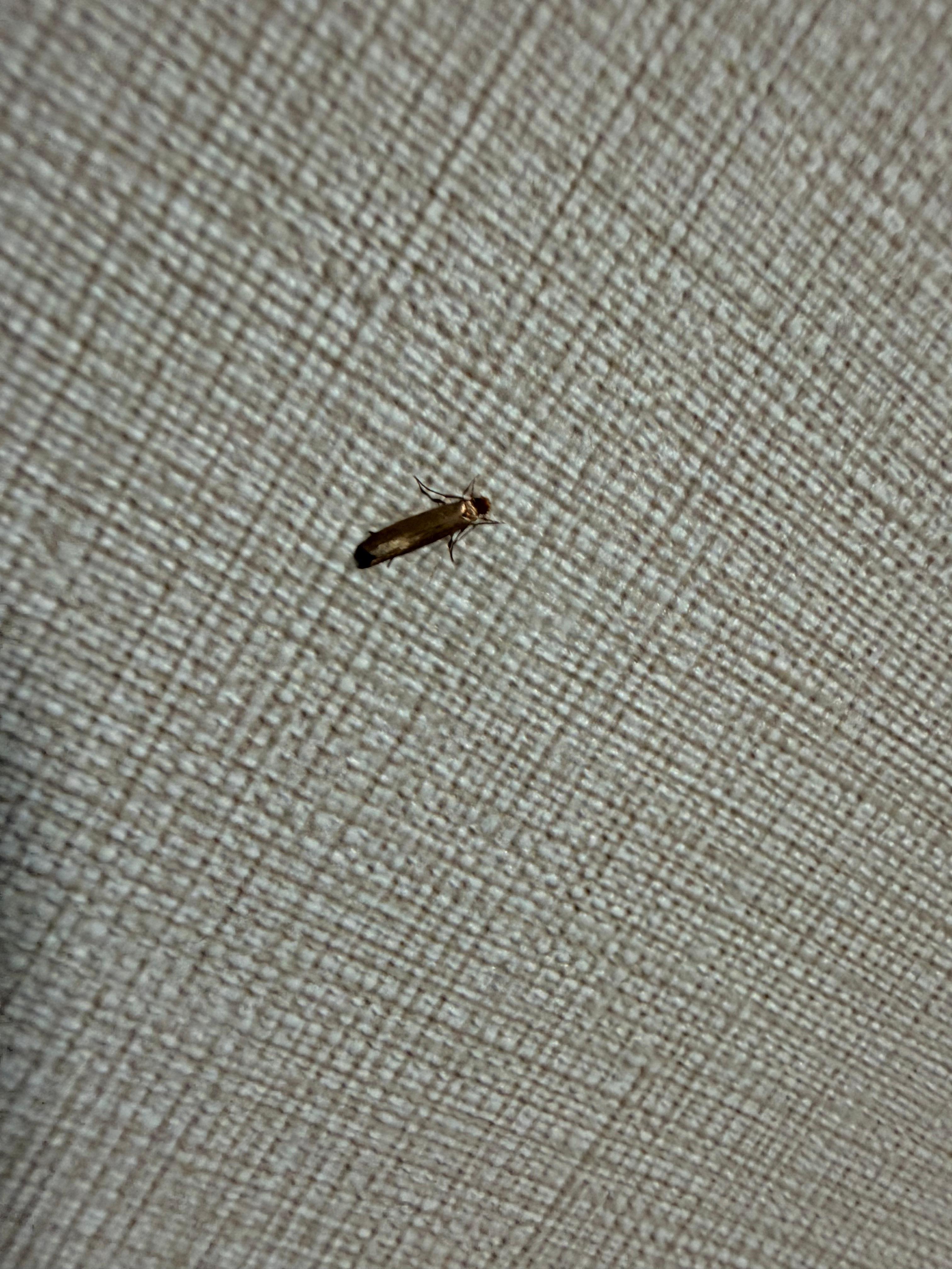 Beware the carpet moths