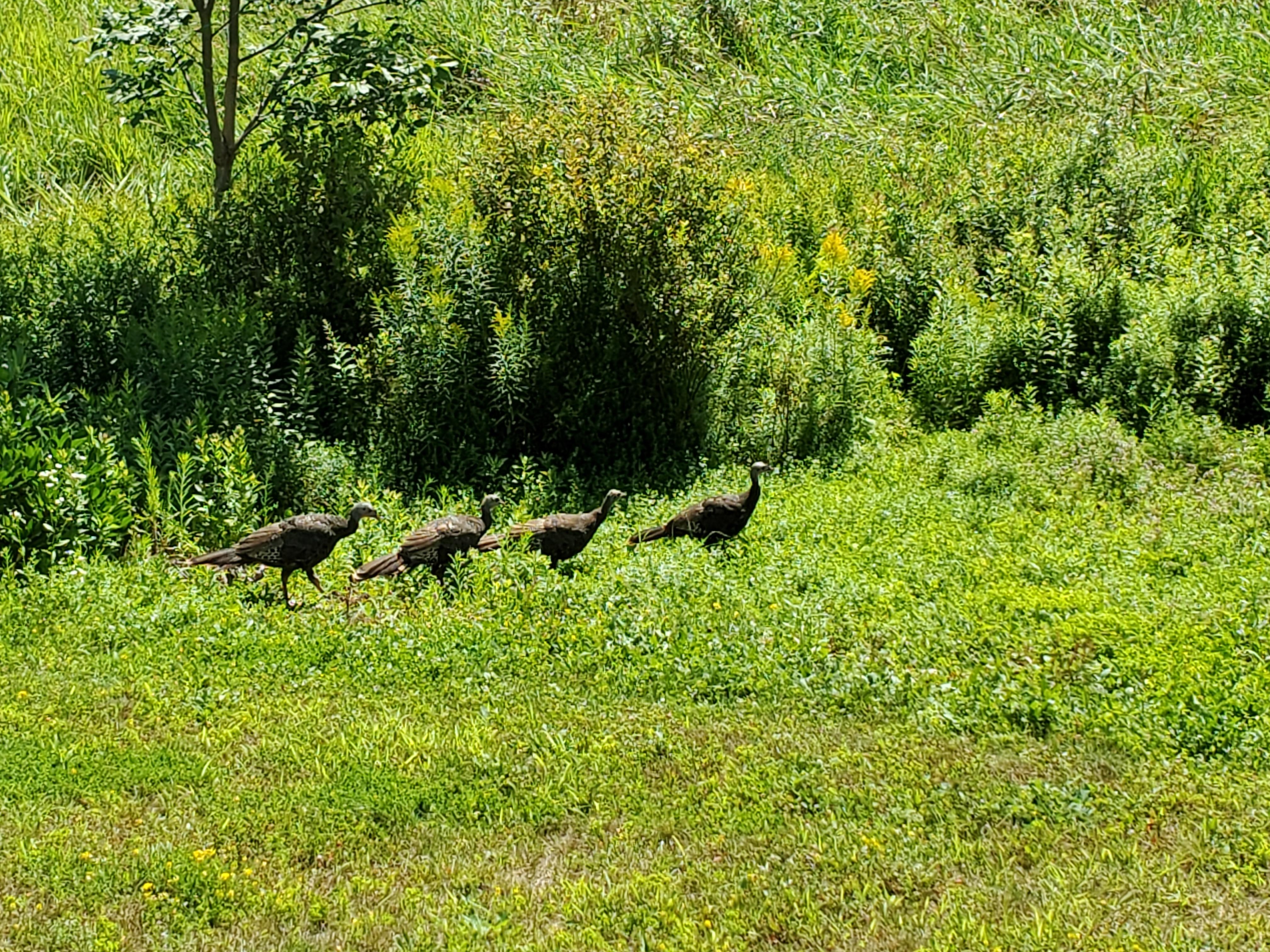 Turkey family passing by