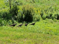 Turkey family passing by