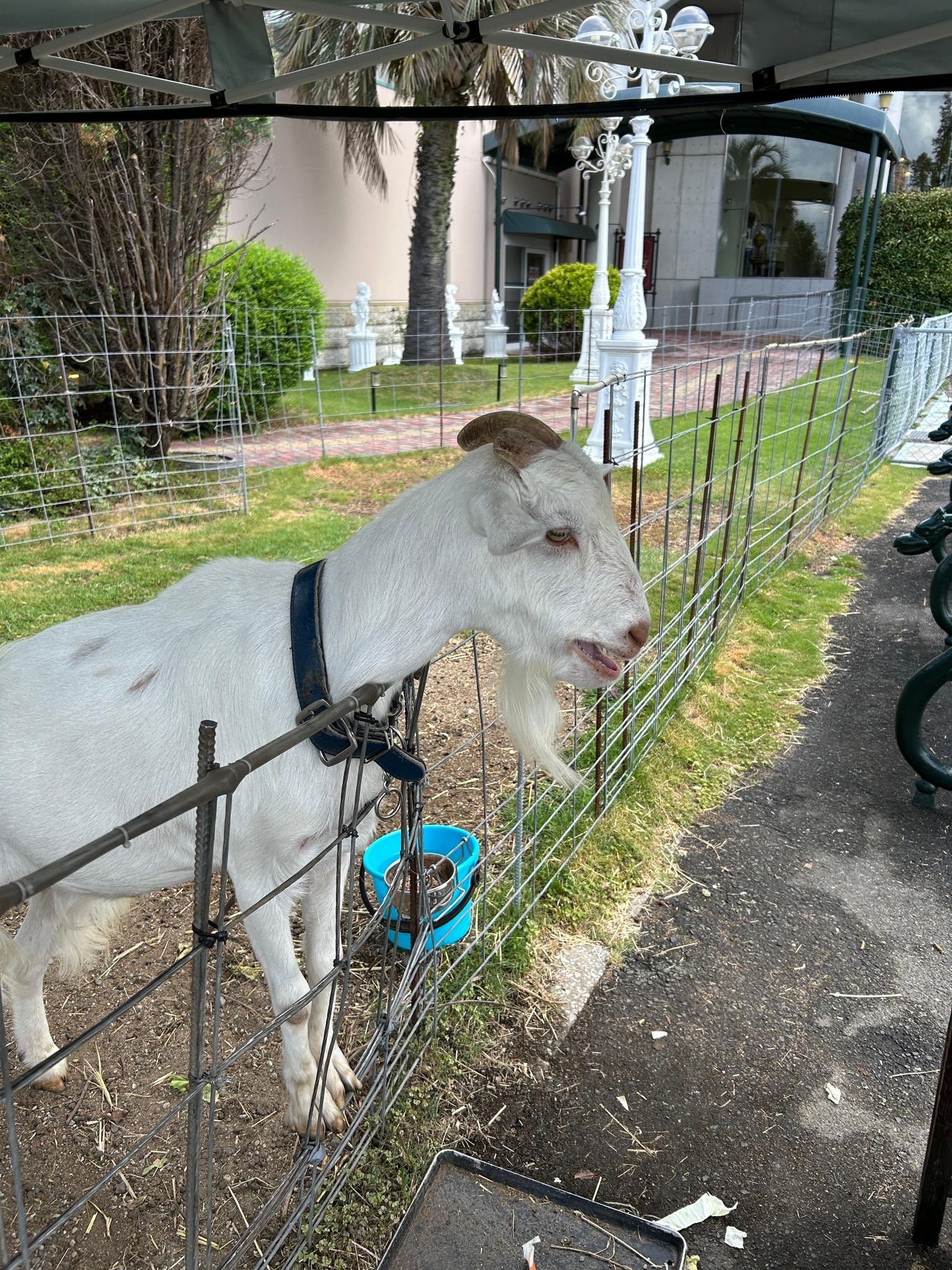 ヤギのけんちゃん