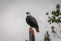 Bald Eagle from the backyard