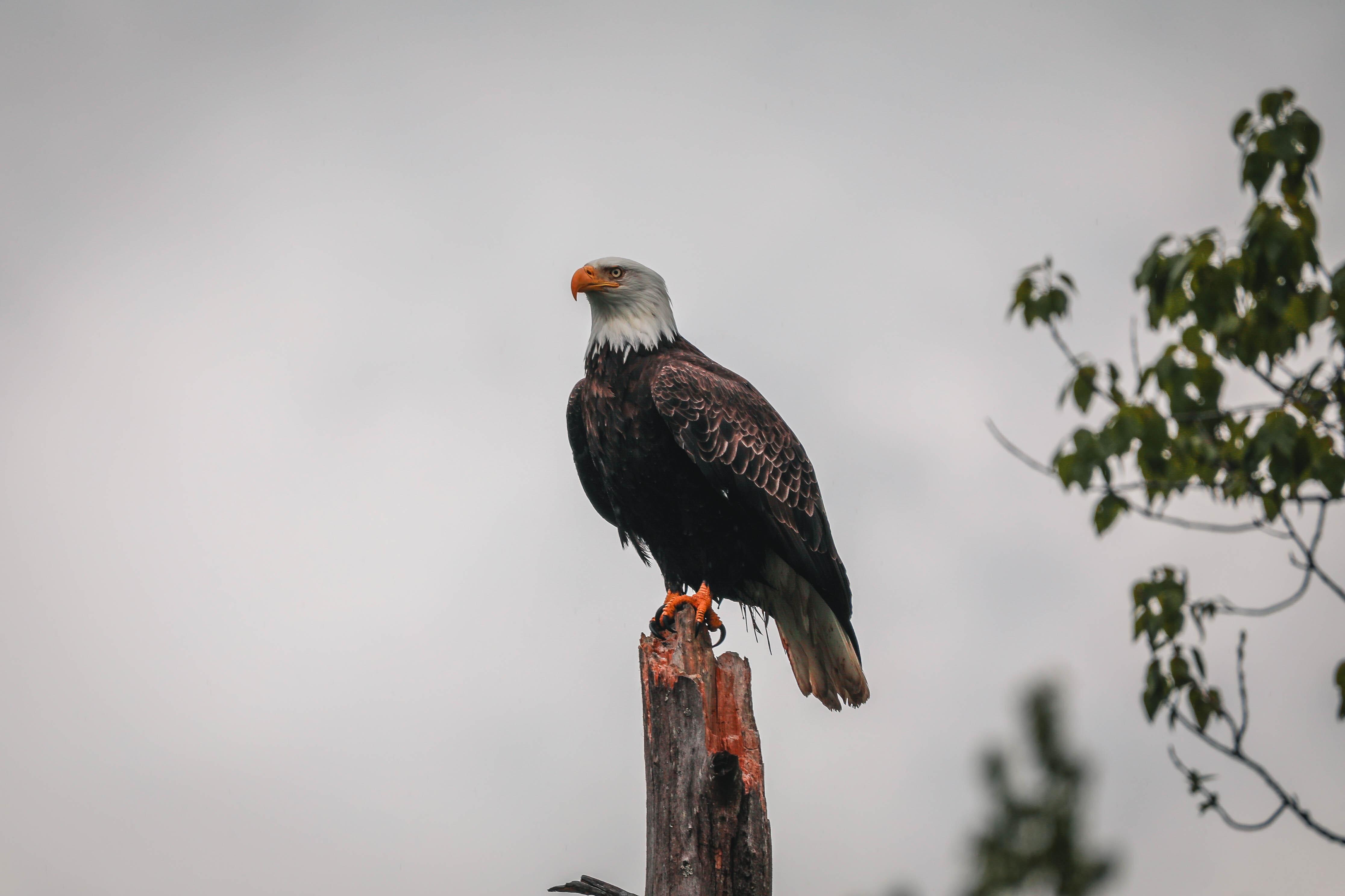 Bald Eagle from the backyard