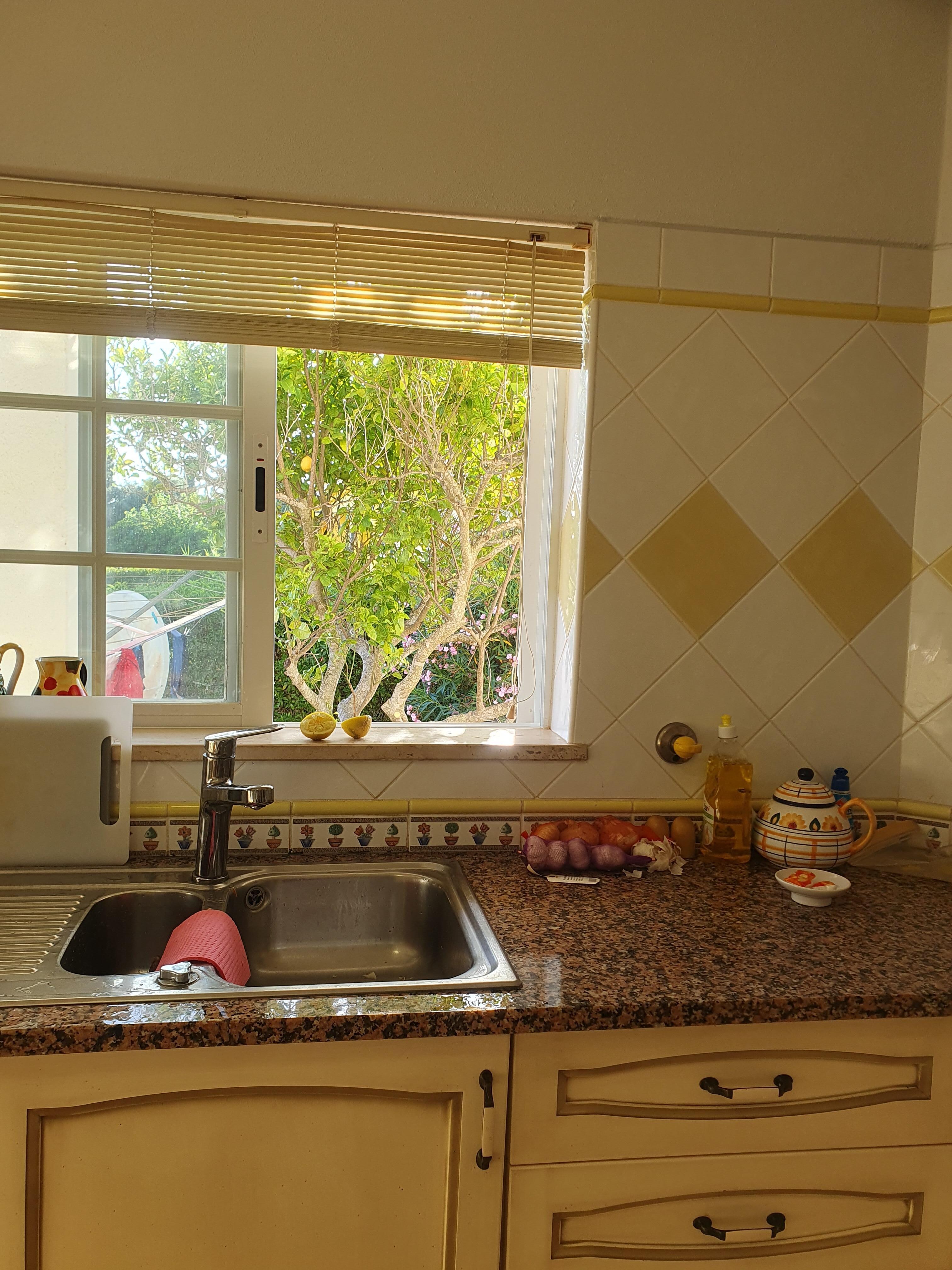 View out of kitchen, lemons from the tree kept falling so we made fresh lemonade