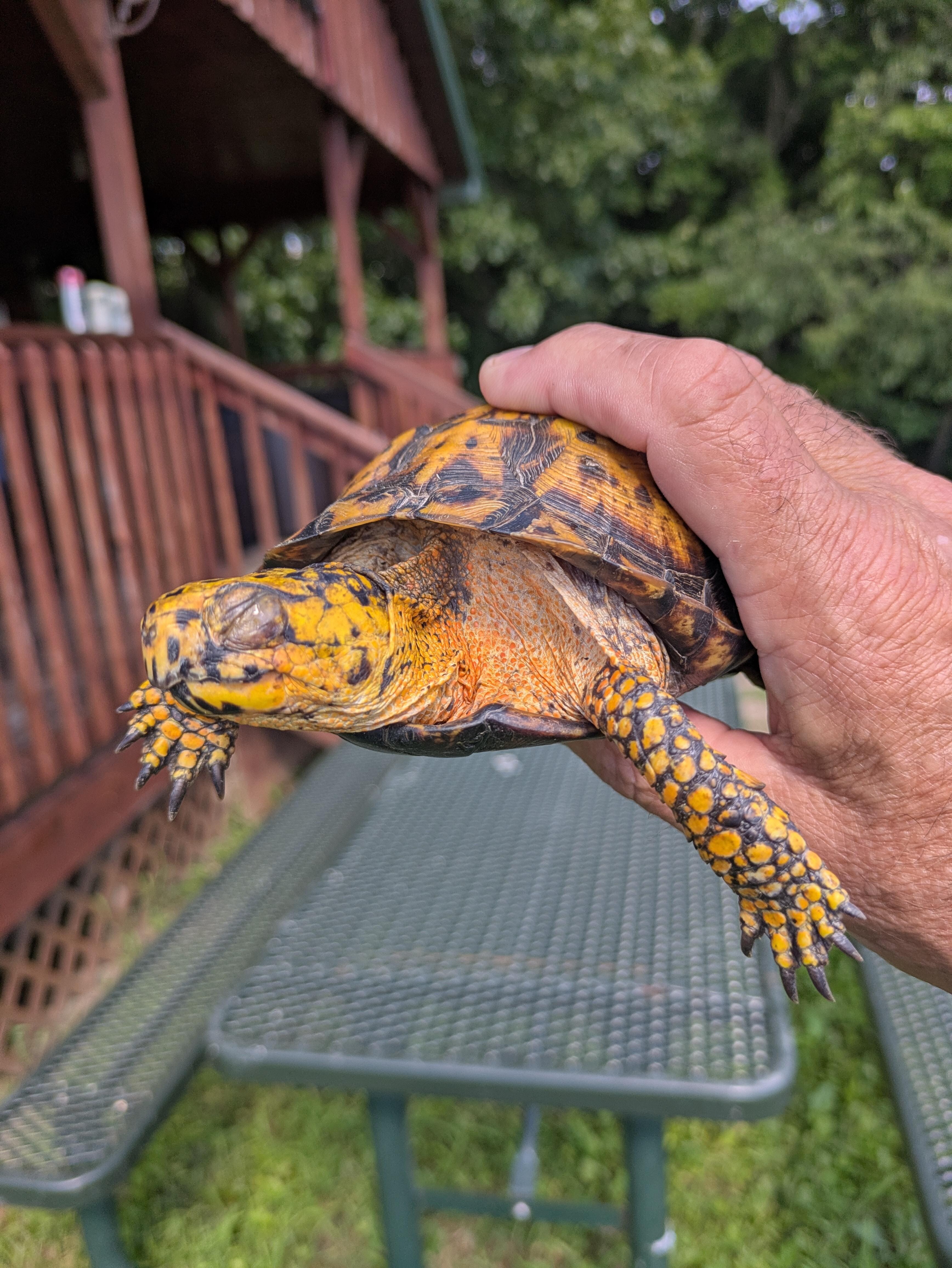 Same turtle. But I believe exceptional colors of The turtle.
