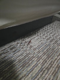 Cockroach at the end of the bed
