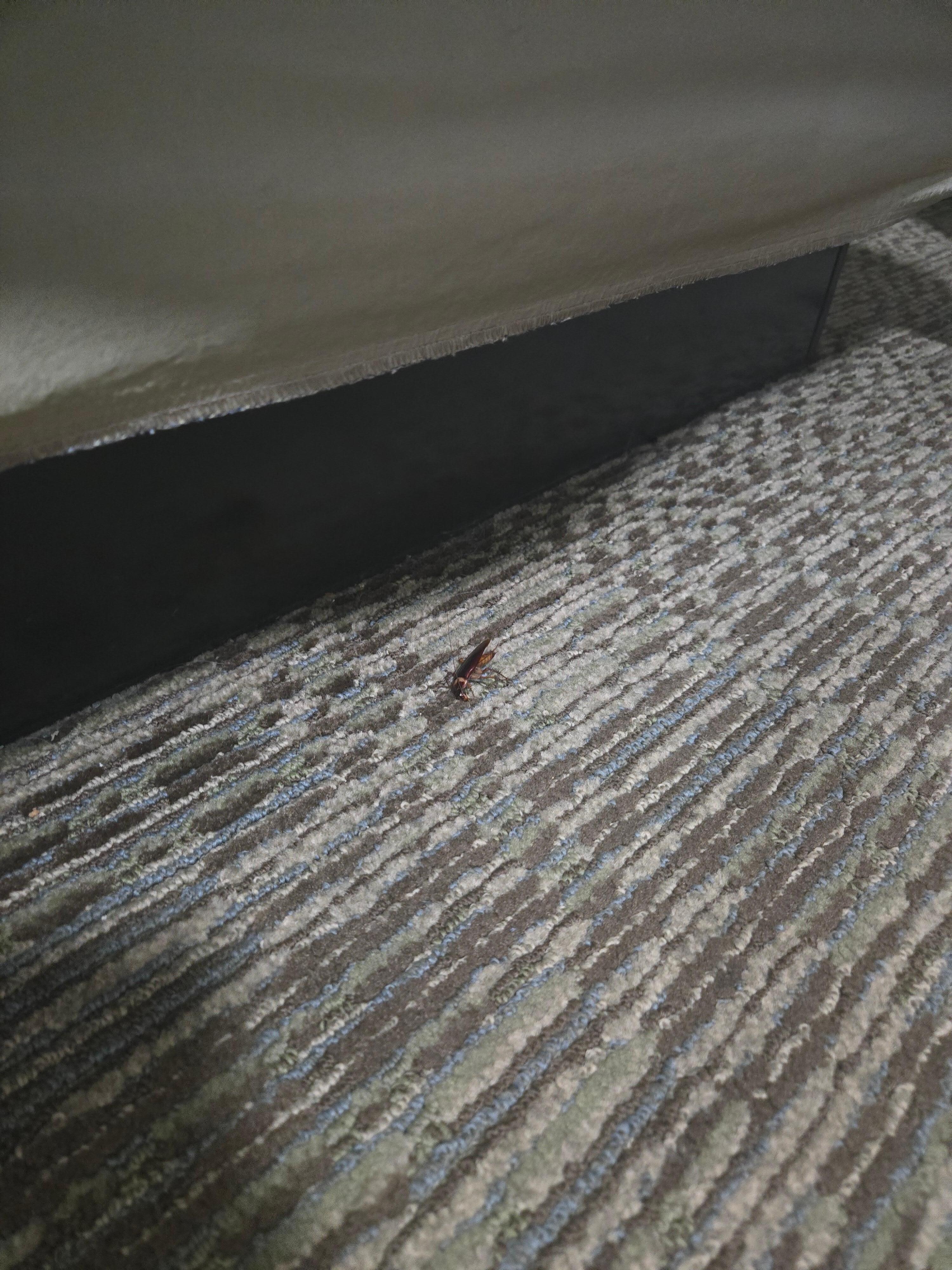 Cockroach at the end of the bed