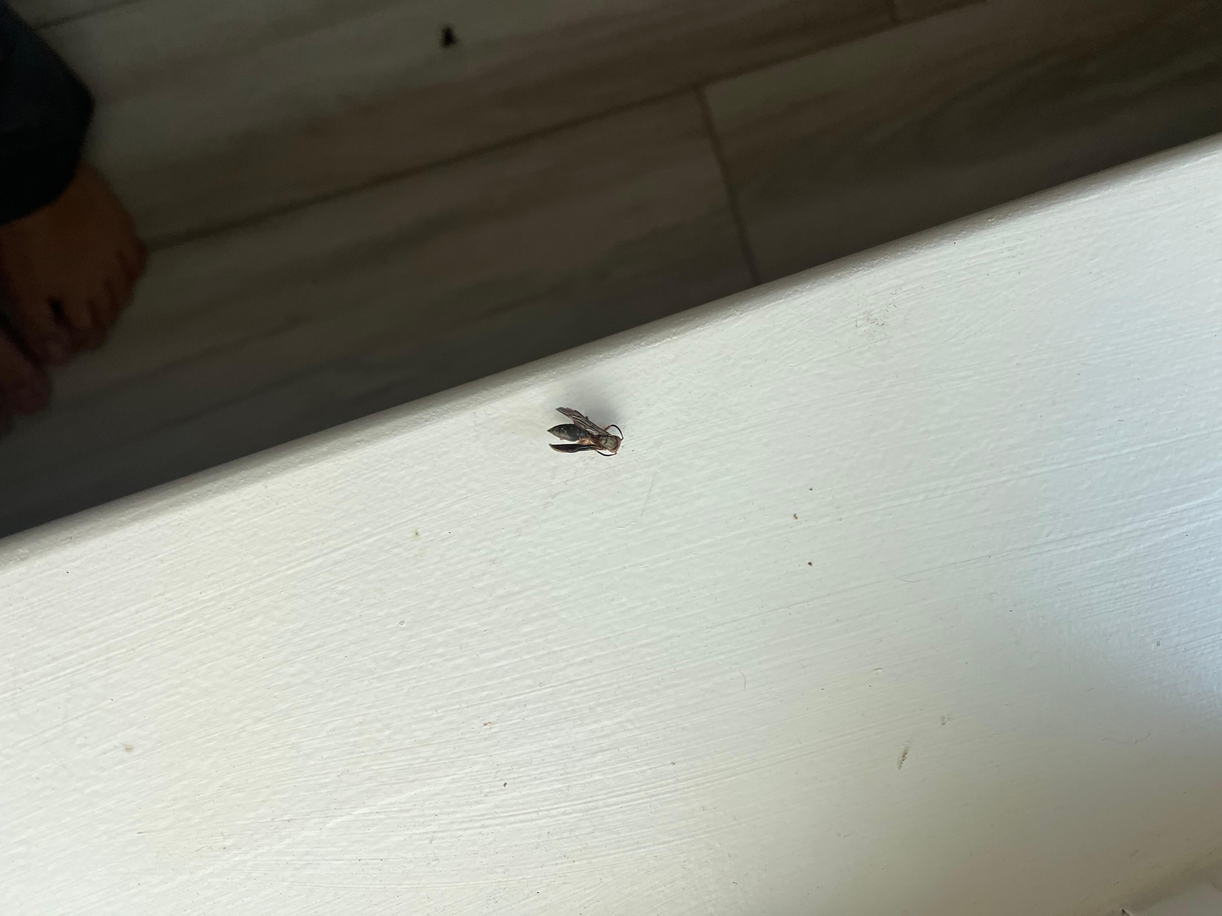 Dead bugs 