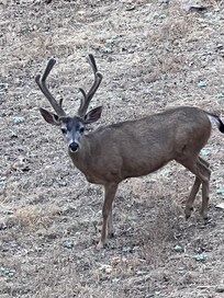 He walked right on by when we were sitting on the deck playing cribbage.